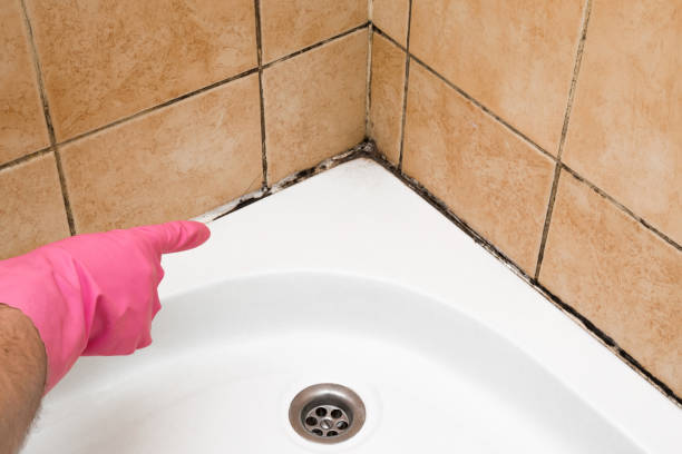Professional Mold Removal in Redan, GA